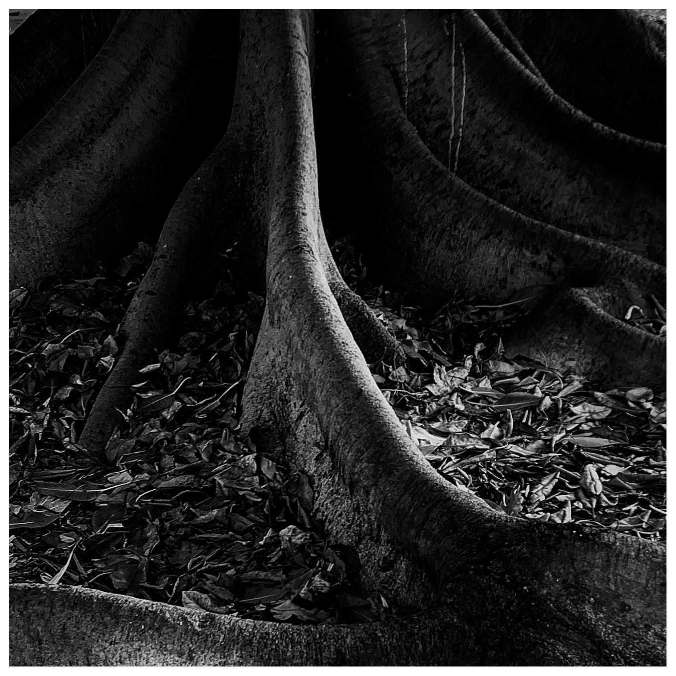 john sisley tree stump black